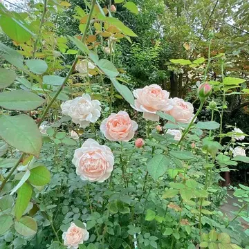 横浜イングリッシュガーデンの薔薇