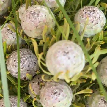 【花時間】Christmasフラワーマルシェとランチパーティー_1_3-2