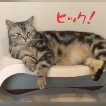 しゃっくりする猫⁉︎動画