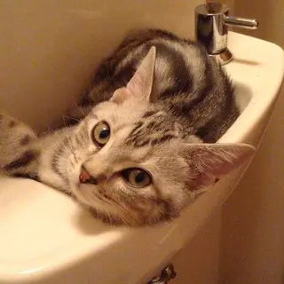 洗面台の中の子猫