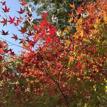 〜京都　清水寺の紅葉🍁〜清々しい秋の空_1_2-2