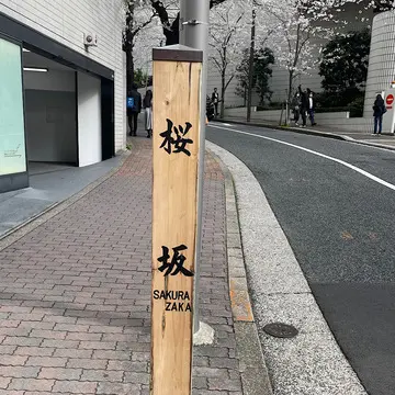 桜坂で桜