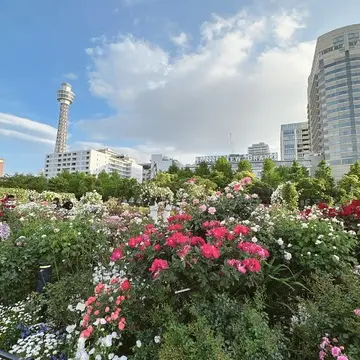 横浜ローズウィーク 山手西洋館巡り_1_1-2