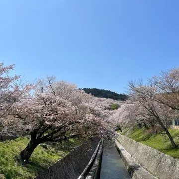 琵琶湖大津へお花見ドライブ