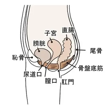 アラフィーの「尿もれ」は骨盤底筋の衰えが原因【「尿もれ」をあきらめない！】