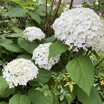 ６月の楽しみ