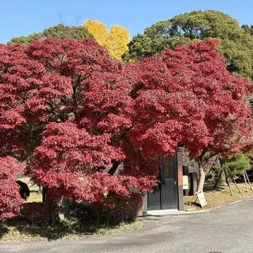 スモーキーな香りが食欲そそる！人気の「焚火レストラン」でランチを堪能【チームJマダムブログ人気記事週間ランキングTOP10】_1_6-1