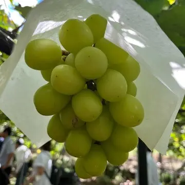 【旅行】甲府のjewelryから美食、そして果物の宝石まで・・・