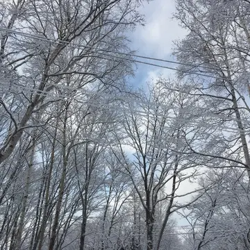 雪の森から覗く青空
