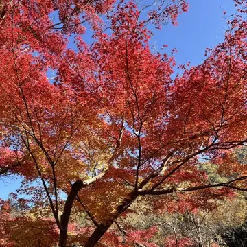 そうそう、京都、行ってきてん ⑨ 〜紅葉2024・八瀬編〜