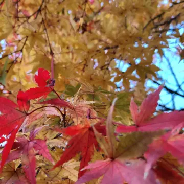 有馬温泉街　紅葉がきれいでした