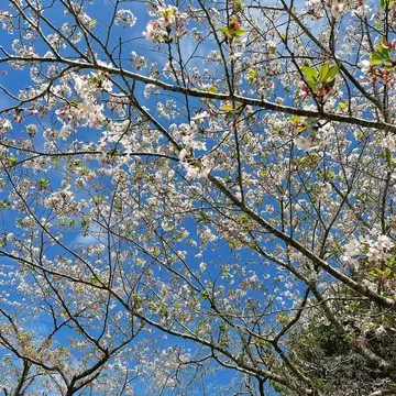 鹿児島知覧特攻平和会館の桜