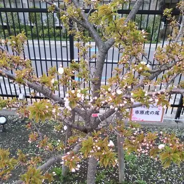 造幣局さいたま支局「桜のさんぽ道」_1_5-3