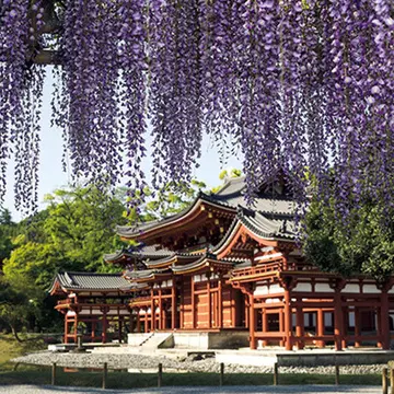 【藤を訪ねて、古都の旅へ＜まとめ＞】藤原氏ゆかりの地「奈良・春日」と「京都・宇治」へ