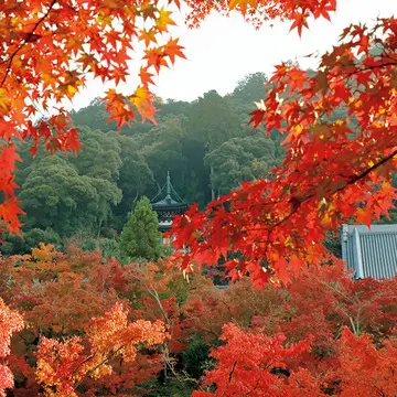 【自宅で楽しむ“新しい京都”】情緒あふれる「動画」で京都気分を満喫