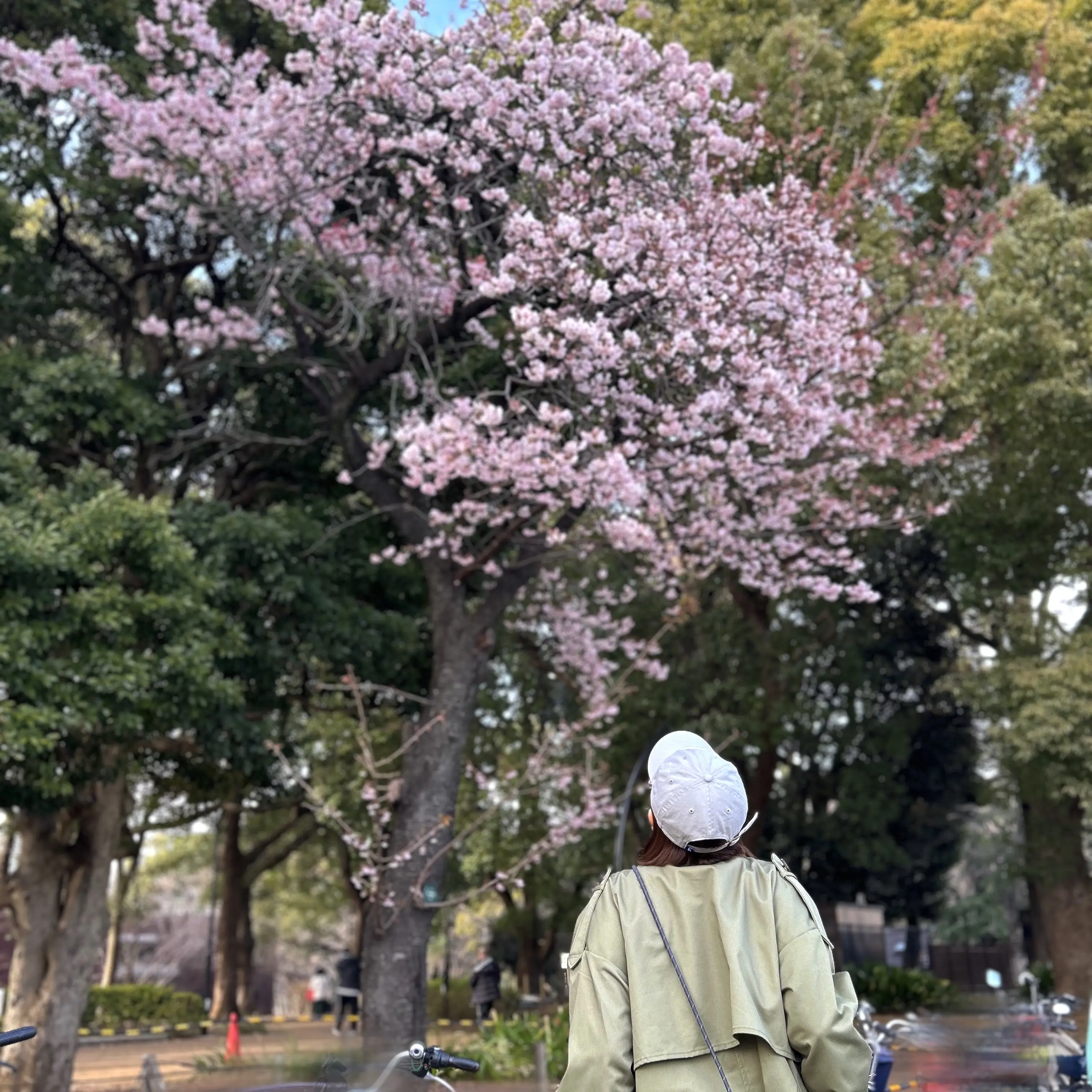 ひと足お先に上野公園でお花見散歩