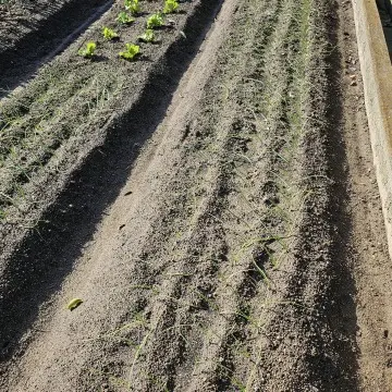 畑は冬の野菜へシフト