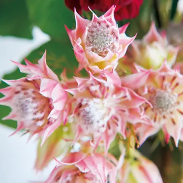 プロのカメラマンに教わる「素敵な花の写真講座」美しい花を美しく撮るには？