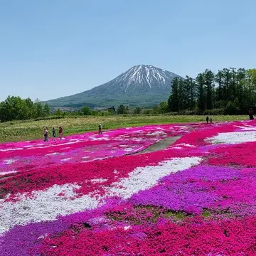 美しい！と言わずにはいられない、圧倒的な風景を織りなす「三島さんち」の芝桜庭園