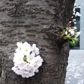 『胴吹き桜』