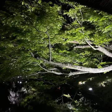 夜景が素敵な庭園〜八芳園🌸✨〜_1_2-2