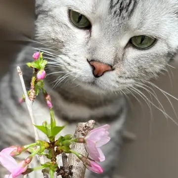 桜を愛でる猫