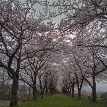 遅ればせながら、北国の桜が満開です。