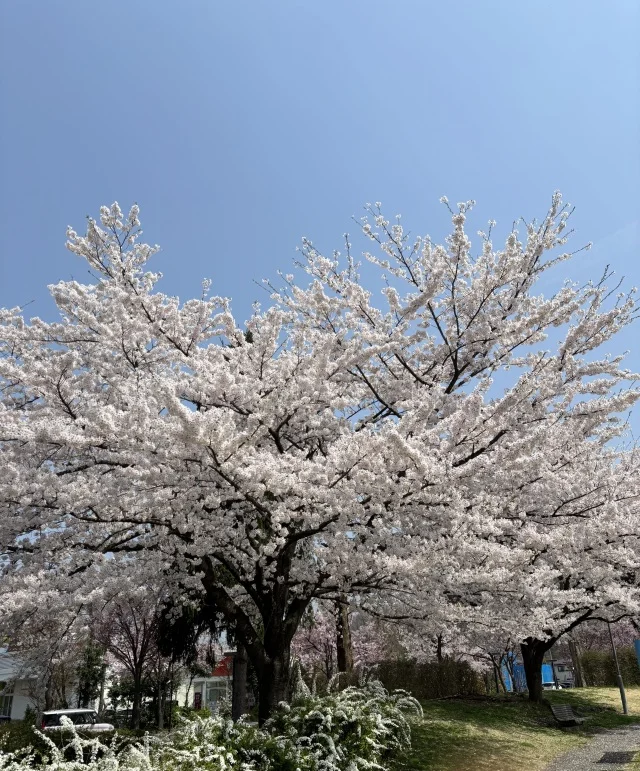 【日帰り山形旅】仙台から車で1時間の天童市へ_1_4-2
