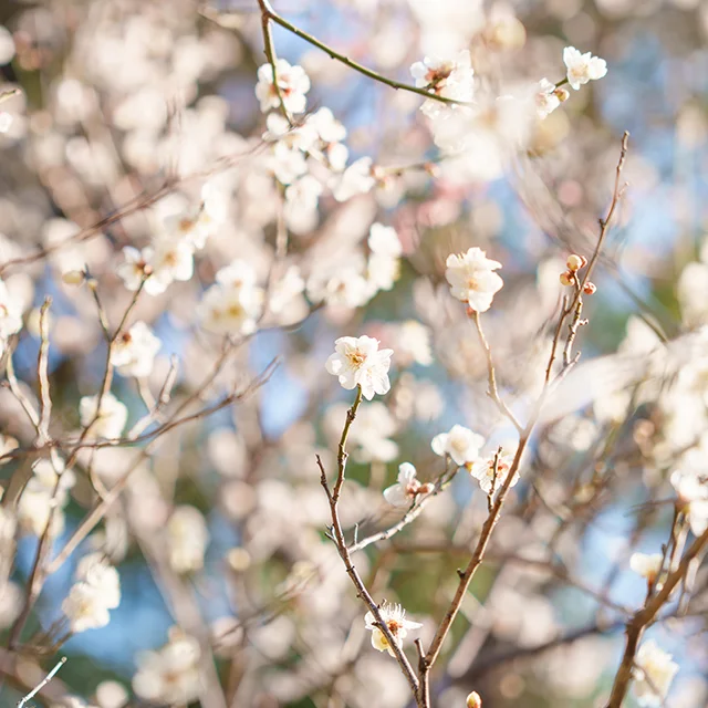 BLUE TOKAI COFFEE　広尾　インド発コーホー屋さん　お花見　有栖川公園　ブルートーカイコーヒー