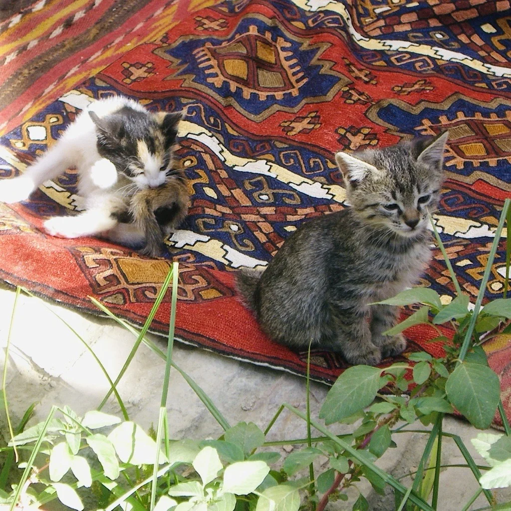 絨毯の上の子猫