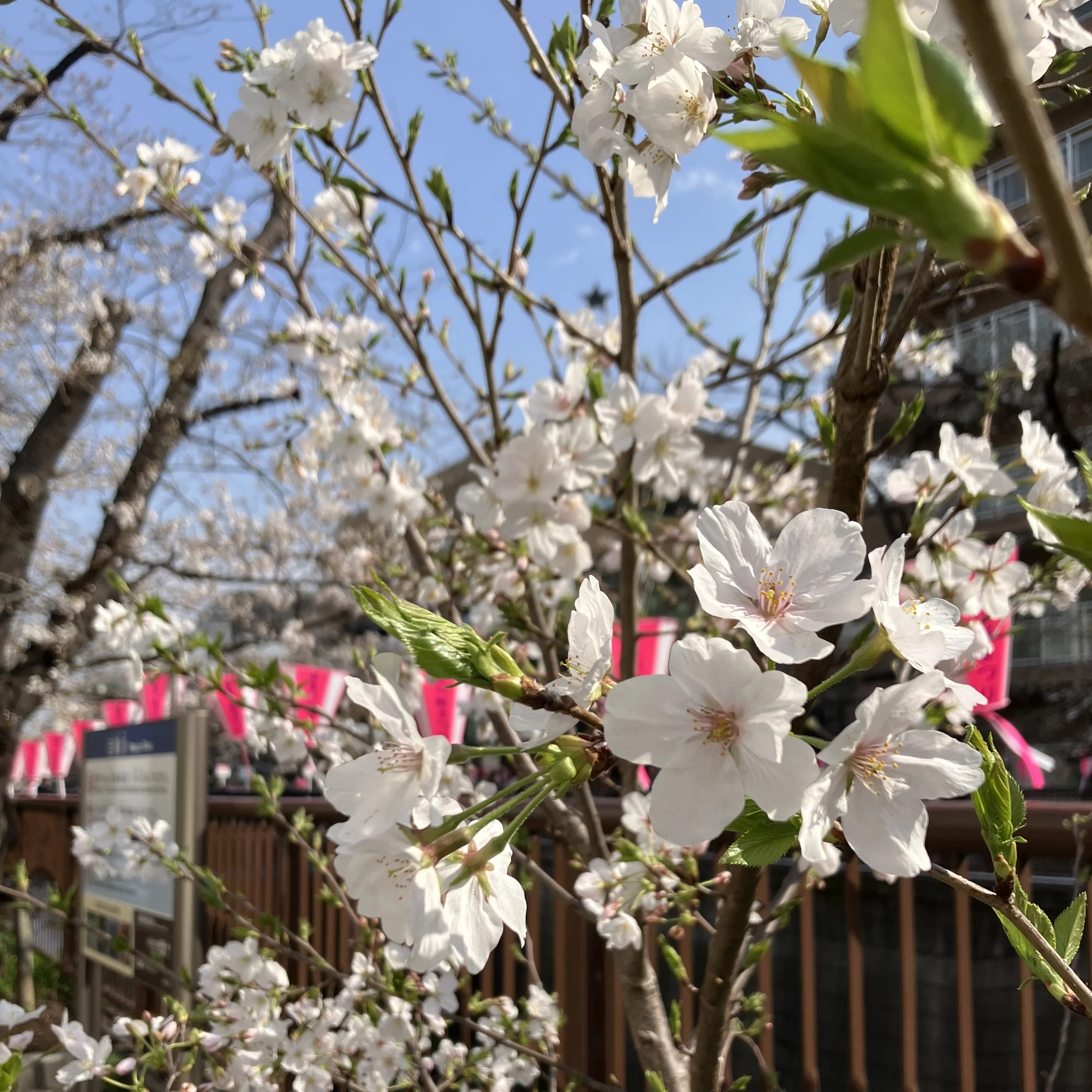 親子で楽しめるお花見プラン！in 中目黒♡