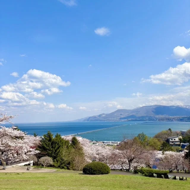 GWようやく北海道は桜が満開に!穴場スポットでお花見_1_1