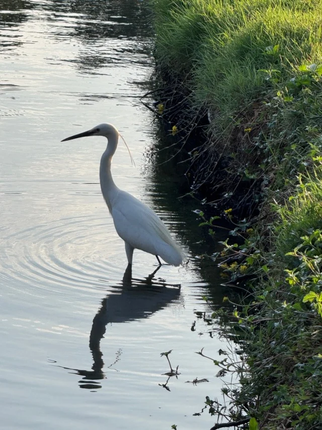 バンコク　ルンピニー公園