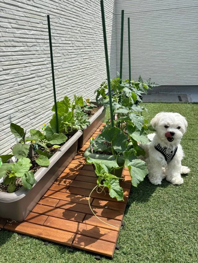 新たな趣味！屋上家庭菜園とUV対策事情_1_6-2