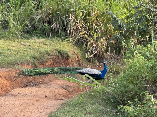 「騙された！ジープサファリで起きた想定外の出来事【スリランカ旅行②】」_1_2