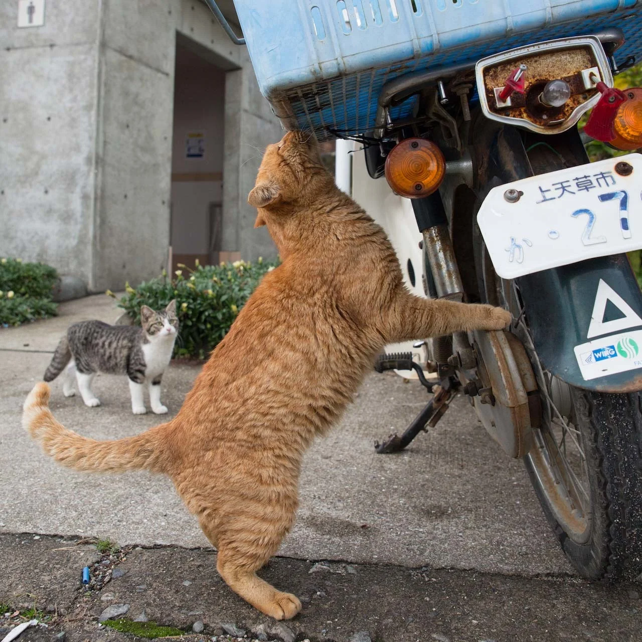 わしの辞書には不可能があったーーー！【水曜日のねこたちへ #65】