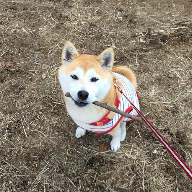 秋はいつもより好みの枝がいっぱい落ちてるよ【柴犬 ひなちゃん #15】