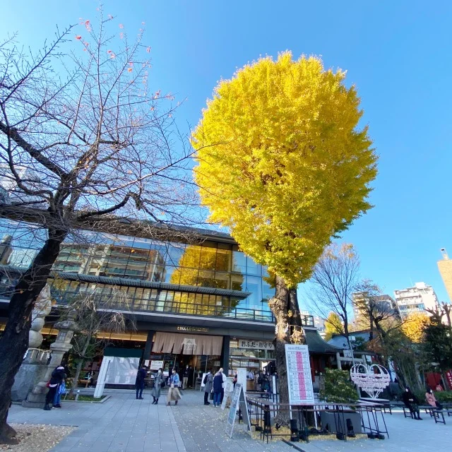 見事な銀杏の木。晴天の空に黄金色が映えます。