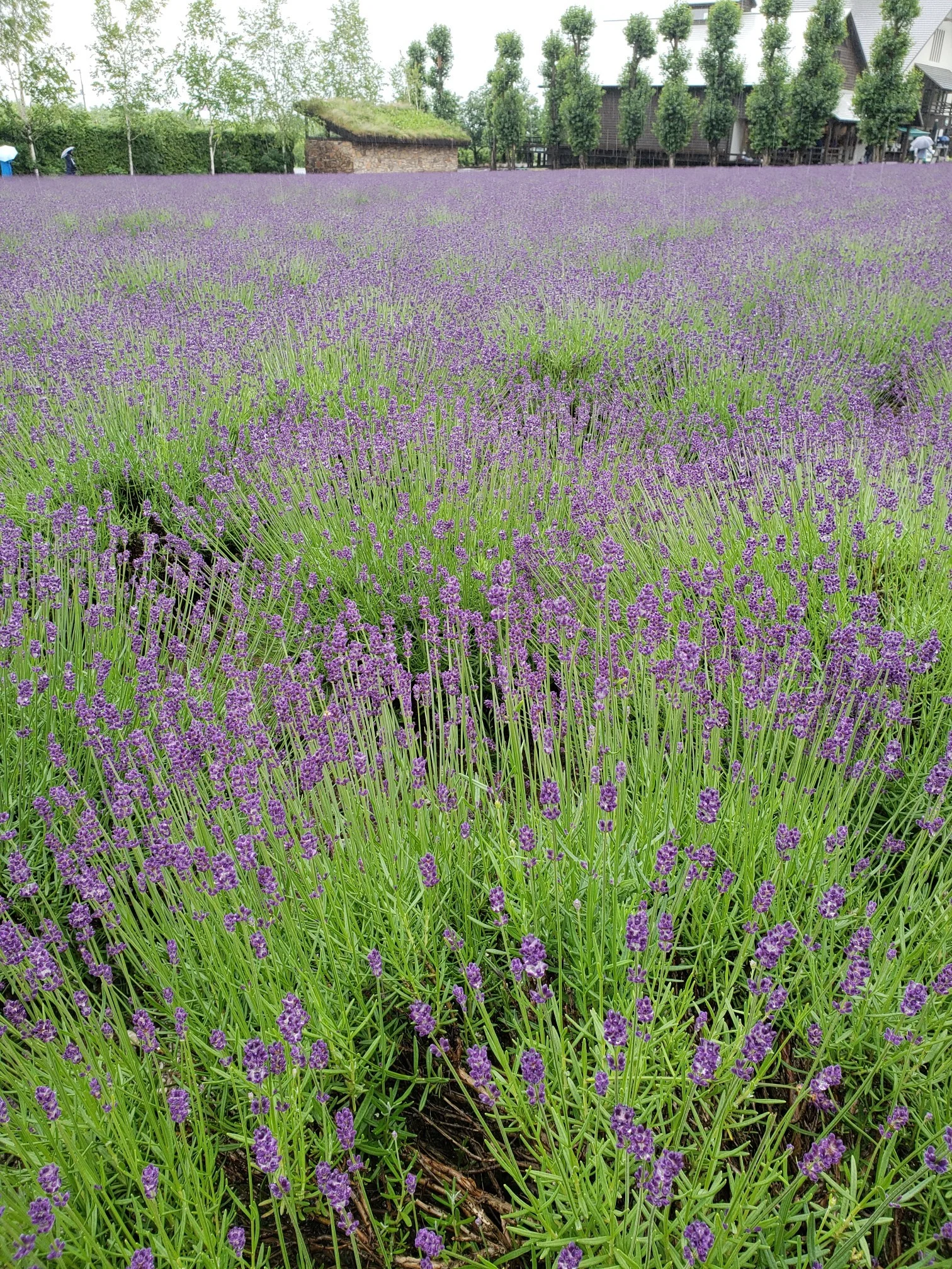 夏の北海道へ。