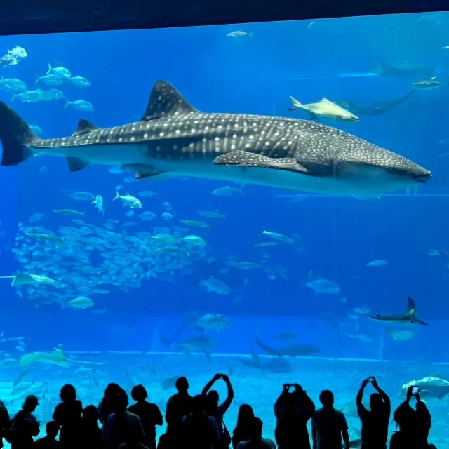 ジンベイザメ、いつ見ても圧巻！