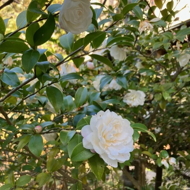 【鎌倉グルメ】緑に囲まれた隠れ家『茶房 空花(そらはな)』の身体整うヘルシー和御膳_1_3-2