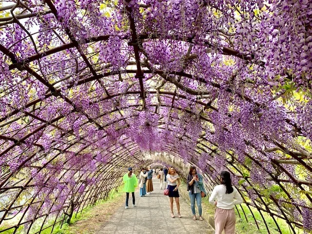 ☆「令和」元年☆藤の花のお花見でスタート！