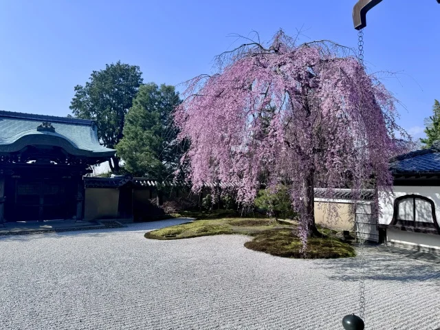 春の京都ひとり旅。満開の枝垂れ桜と村上隆、コスチュームジュエリー展。_1_1
