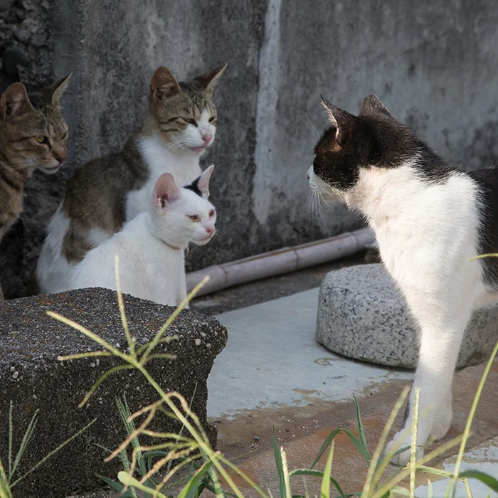猫写真家 沖昌之の猫写真