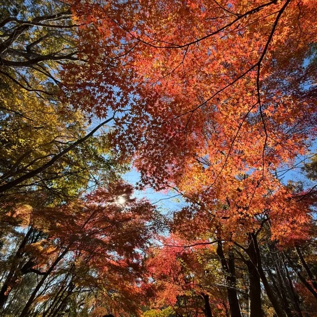 最後の紅葉！もうすぐ終わりを迎えるDIC川村記念美術館_1_2