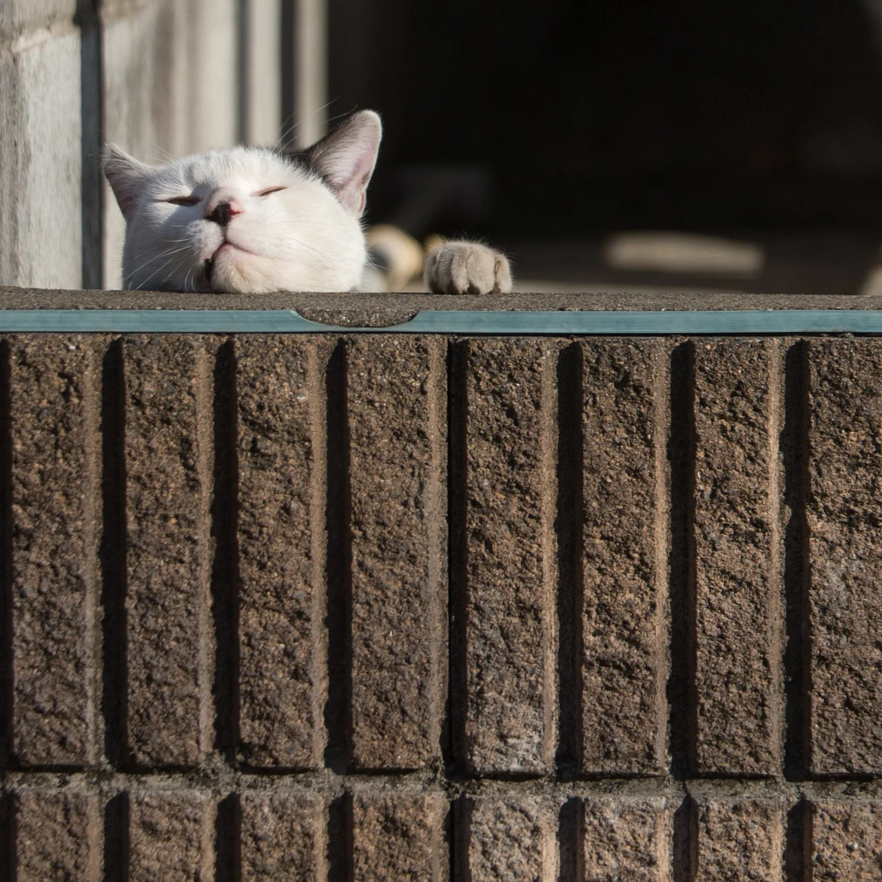 猫写真家 沖昌之の猫写真