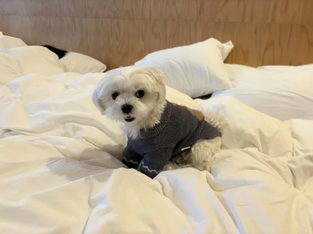 シェア別荘【SANU 2nd Home】お誕生日＆結婚記念日旅行記_1_5