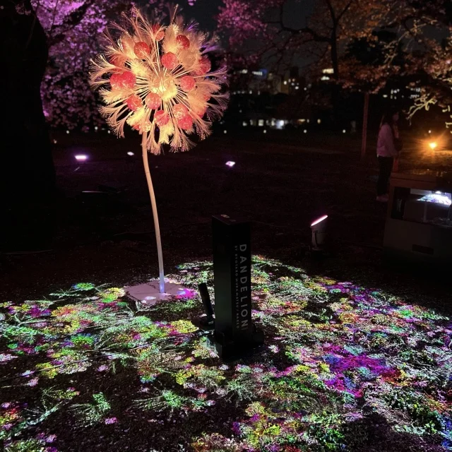 都会のオアシスで桜と光のアートを楽しむ、桜の新宿御苑2023_1_2-1