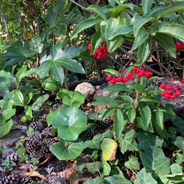 【鎌倉グルメ】緑に囲まれた隠れ家『茶房 空花(そらはな)』の身体整うヘルシー和御膳_1_3-3