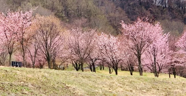 福島県でおすすめの『桜の名所』①_1_2